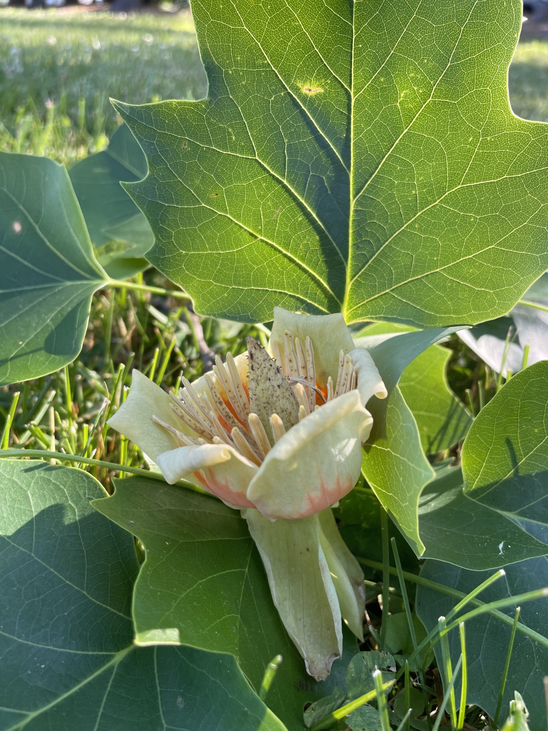 Tulip Poplar A Tree For Almost Any Garden UT Gardens The State