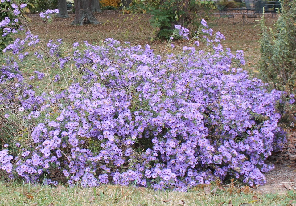 Rachel Jackson Aster