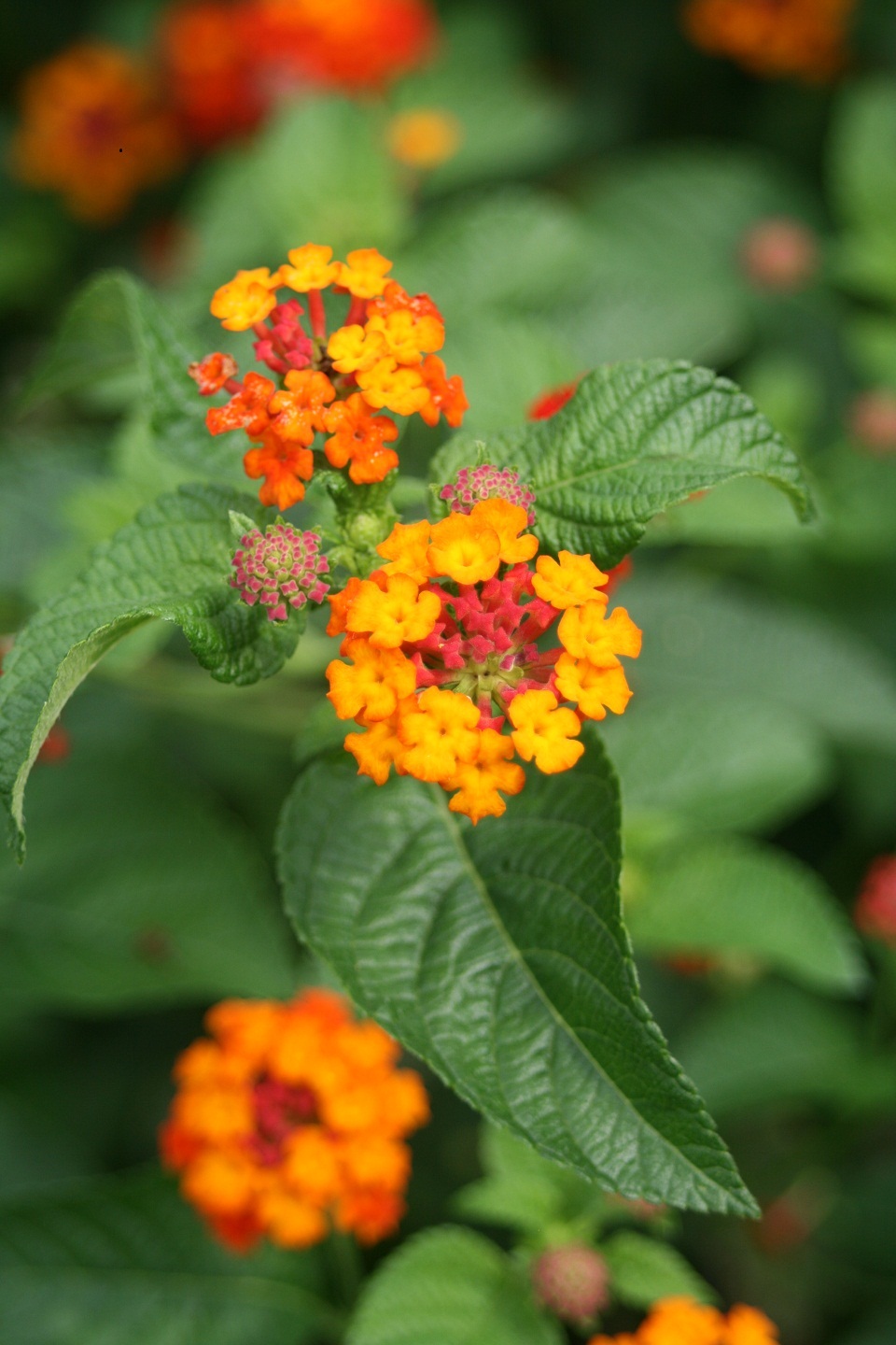 September Plant of the Month: Lantana | UT Gardens - The State ...