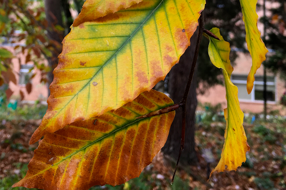 American Beech leaves A Pulte web