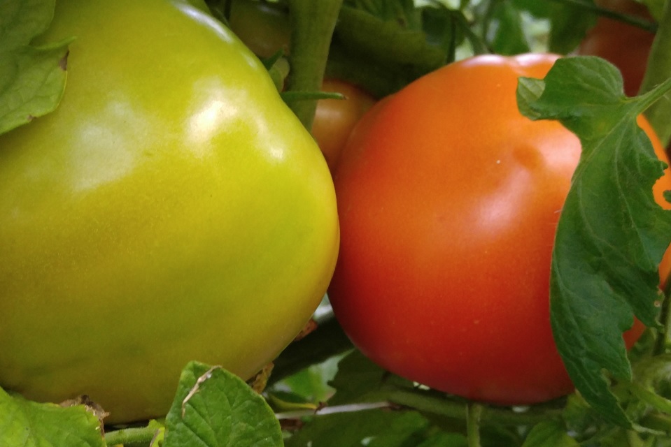 Grafted tomatoes