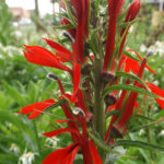August 2014 Cardinal Flower vertical