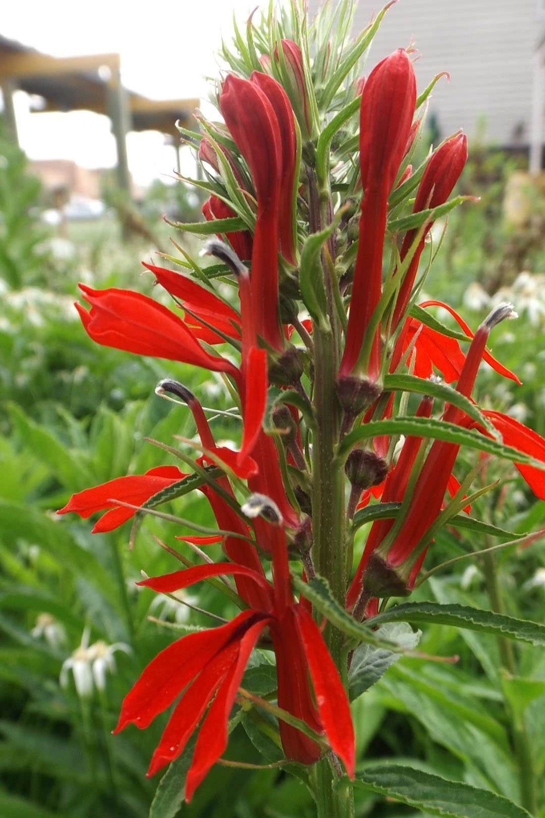August 2014 Cardinal Flower vertical