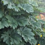 August POM Tetrapanax papyrifer web