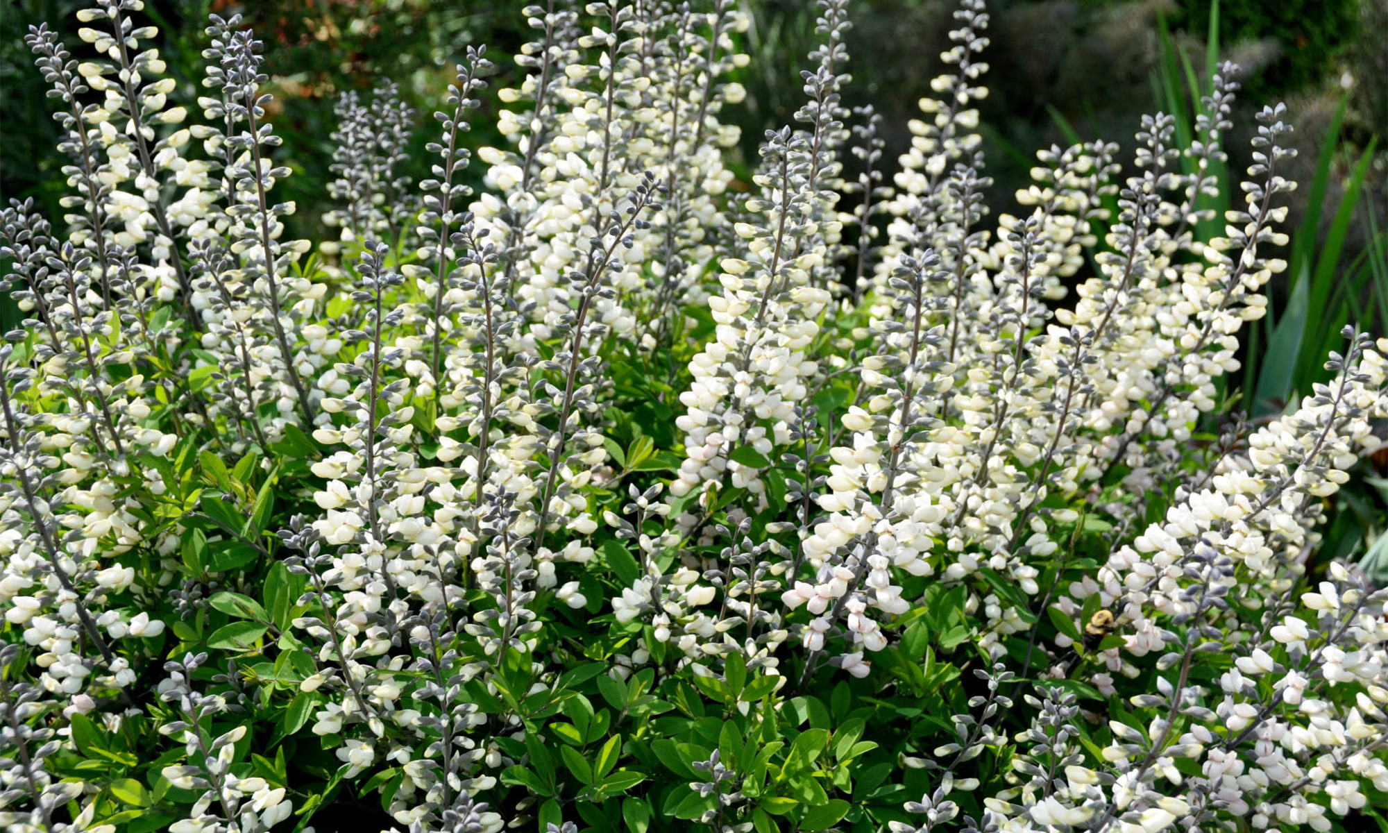 Baptisia (False Indigo)