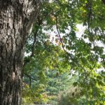 Mature black gum tree