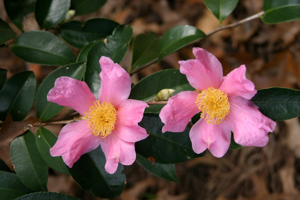 Camellia 'Carolina Moon Mist'