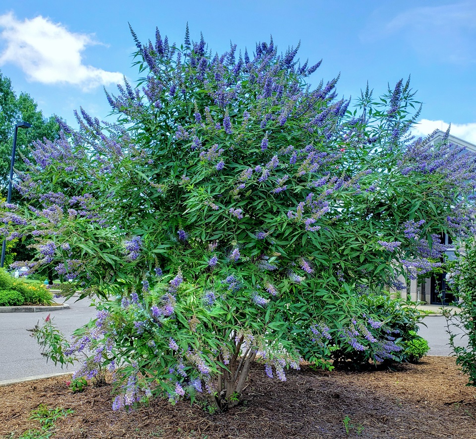 Chastetree, UT Gardens, Jackson