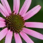 Tennessee Purple Coneflower by J. Stefanski