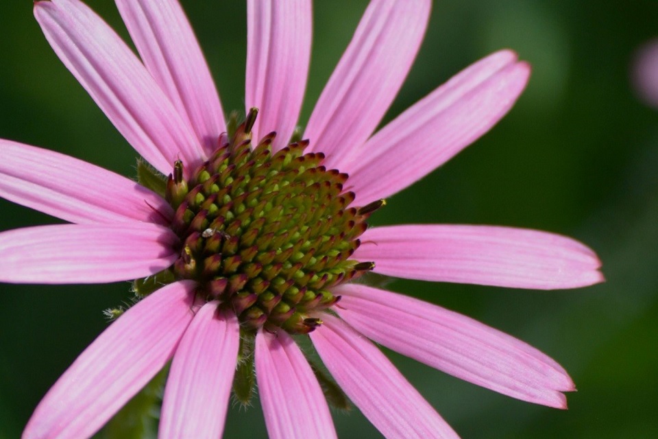 Tennessee Purple Coneflower by J. Stefanski