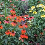 Coneflowers in UT Gardens, Knoxville by A. Windham