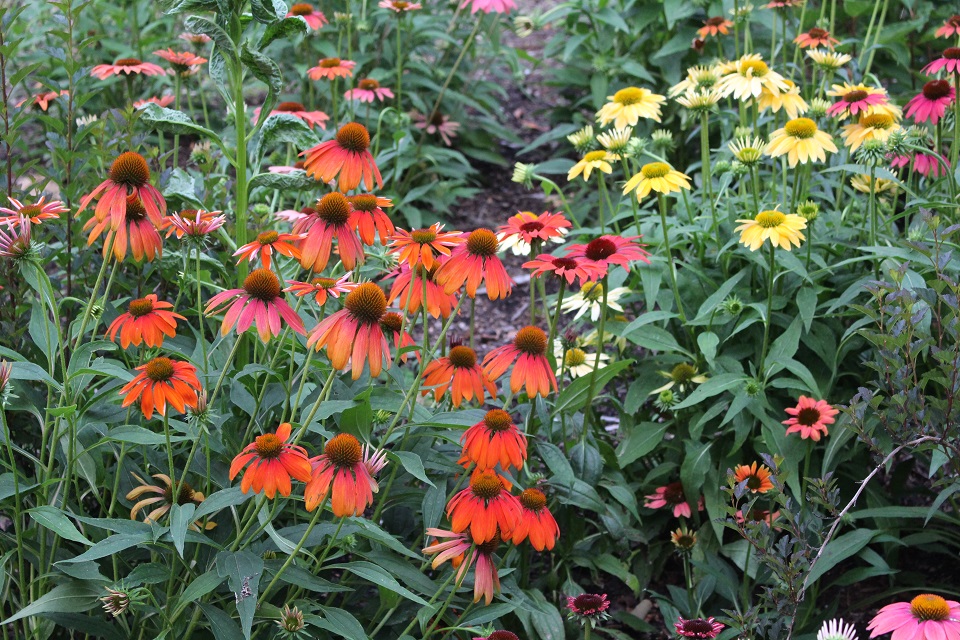 Coneflowers in UT Gardens, Knoxville by A. Windham