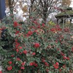 Cotoneaster lacteus at the UT Gardens