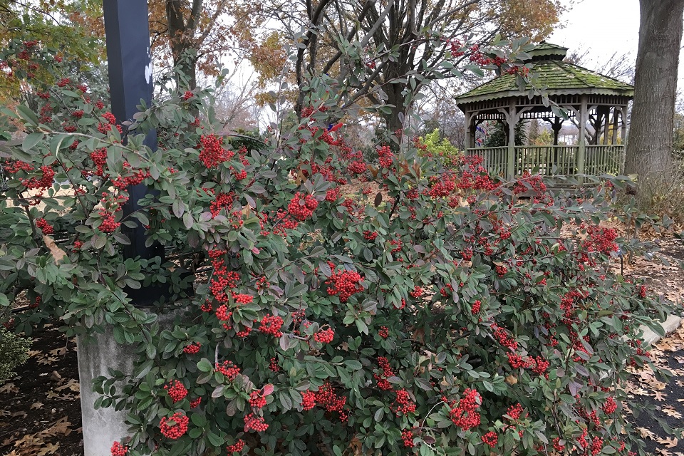 Cotoneaster lacteus at the UT Gardens