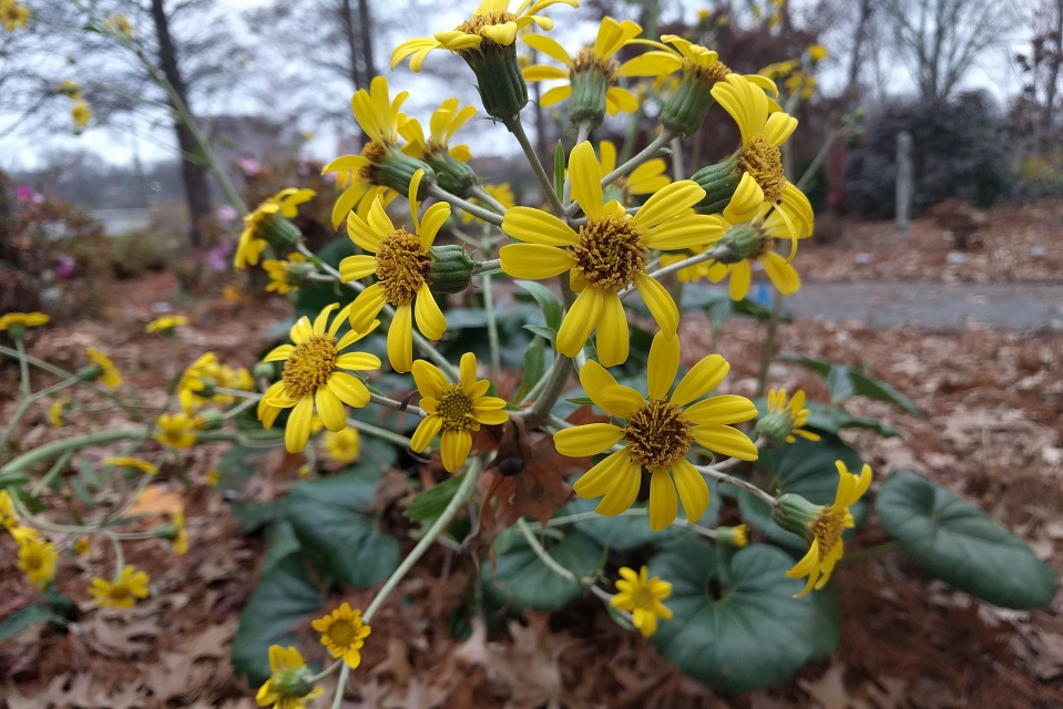 Giganteum in the UT Gardens, Knoxville