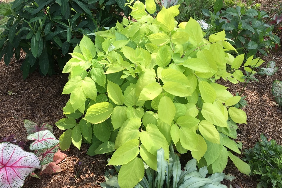 May 2016 Plant of the Month: Golden Japanese Spikenard | UT Gardens ...