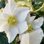 Hellebore Joseph_Lemper by A. Smith in UT Gardens Knoxville