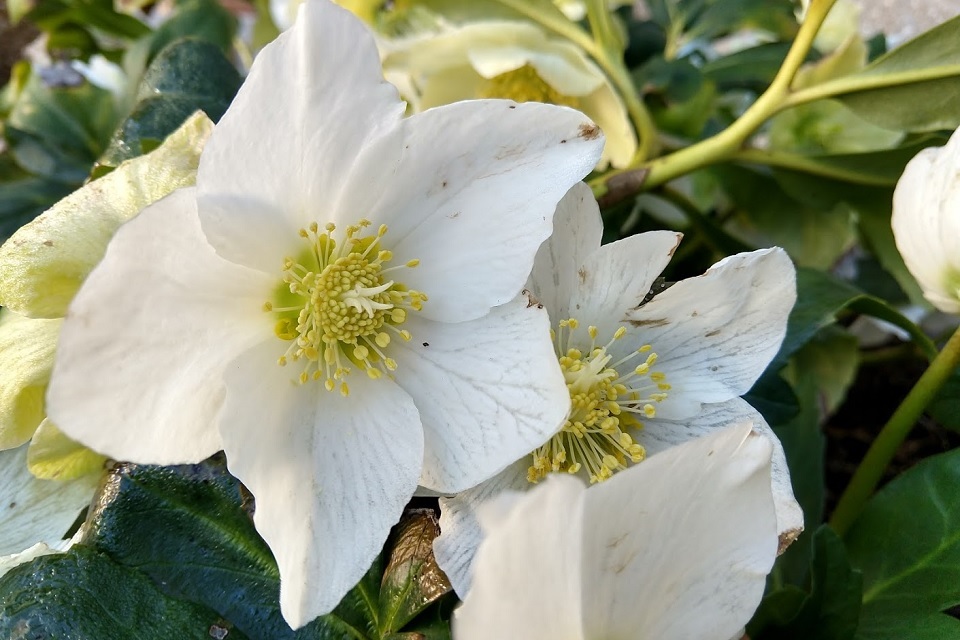 Hellebore Joseph_Lemper by A. Smith in UT Gardens Knoxville