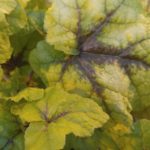 Heuchera web