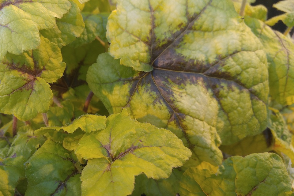 Heuchera web