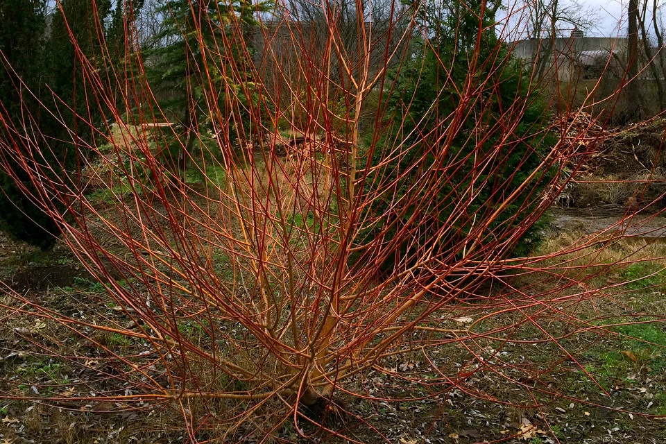 Yellow Flame Willow – Growing Farmers
