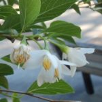 Japanese snowbell blooms