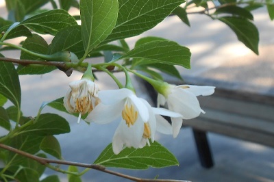 Japanese snowbell blooms