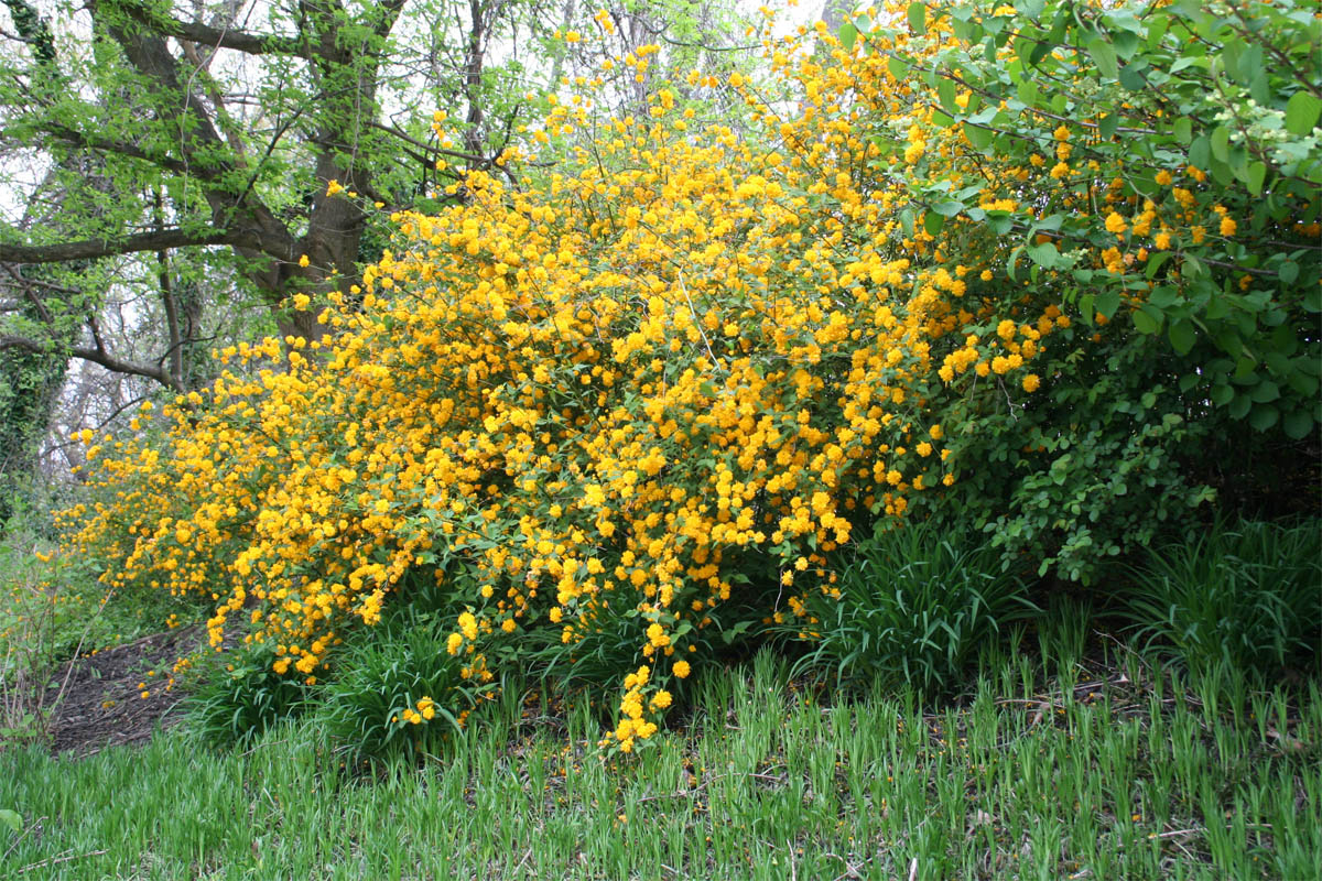 texas bush with yellow flowers