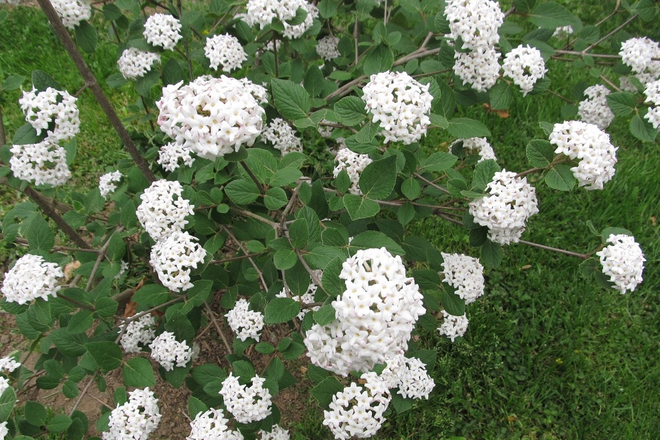 Koreanspice viburnum by H. Conlon