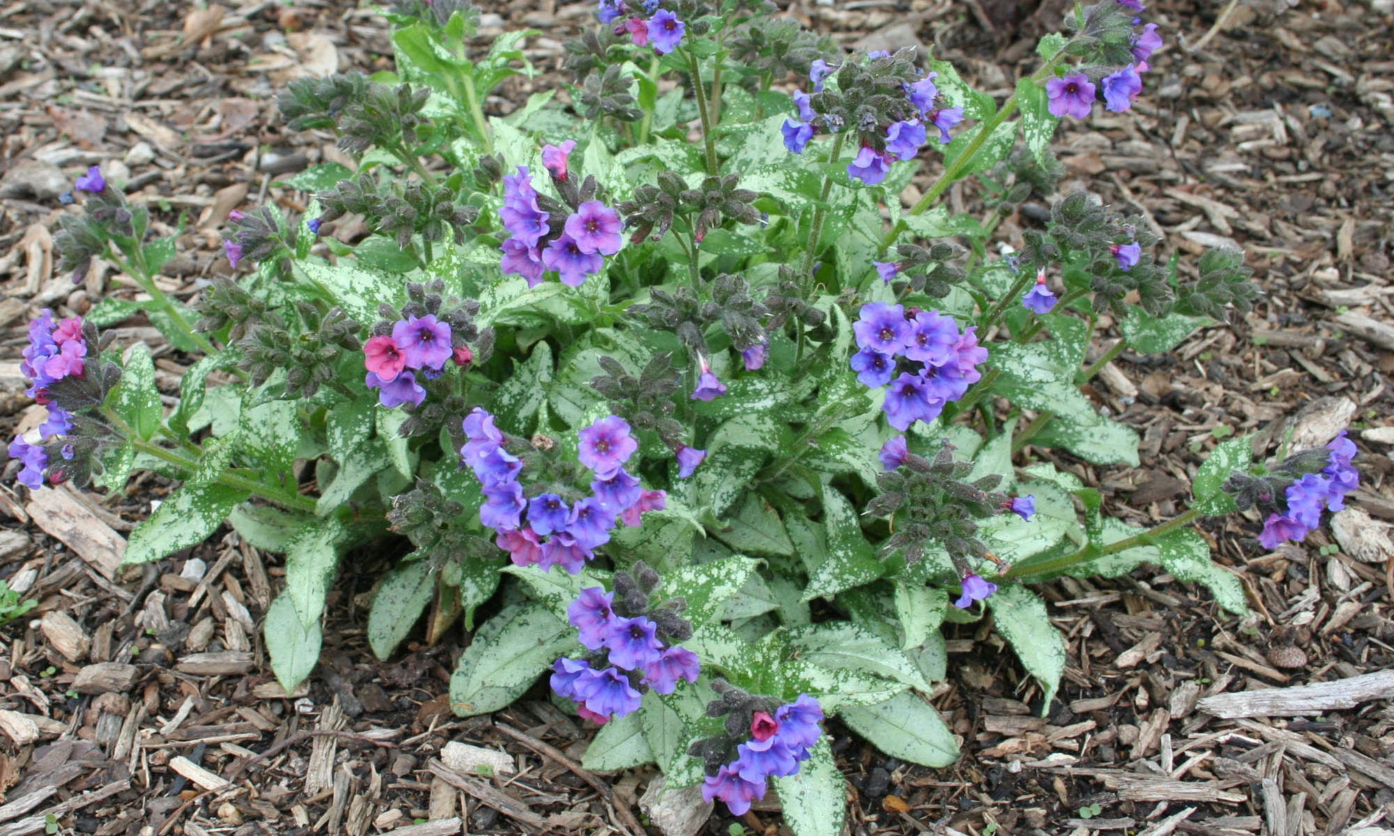 April Plant of the Month Lungwort   UT Gardens   The State ...