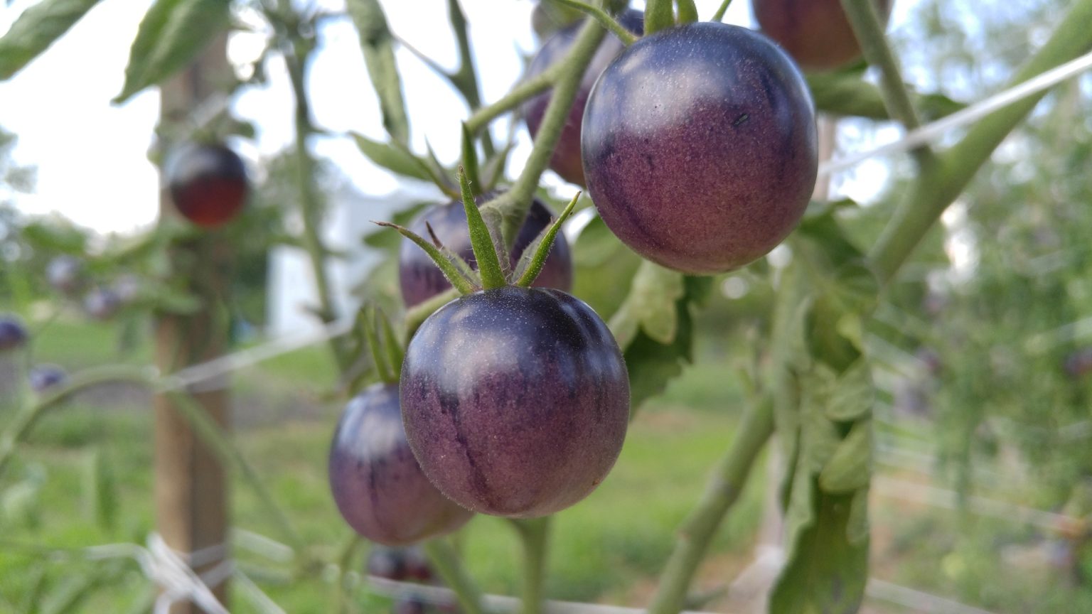 UT Gardens’ March 2018 Plant of the Month Cherry Tomatoes UT Gardens