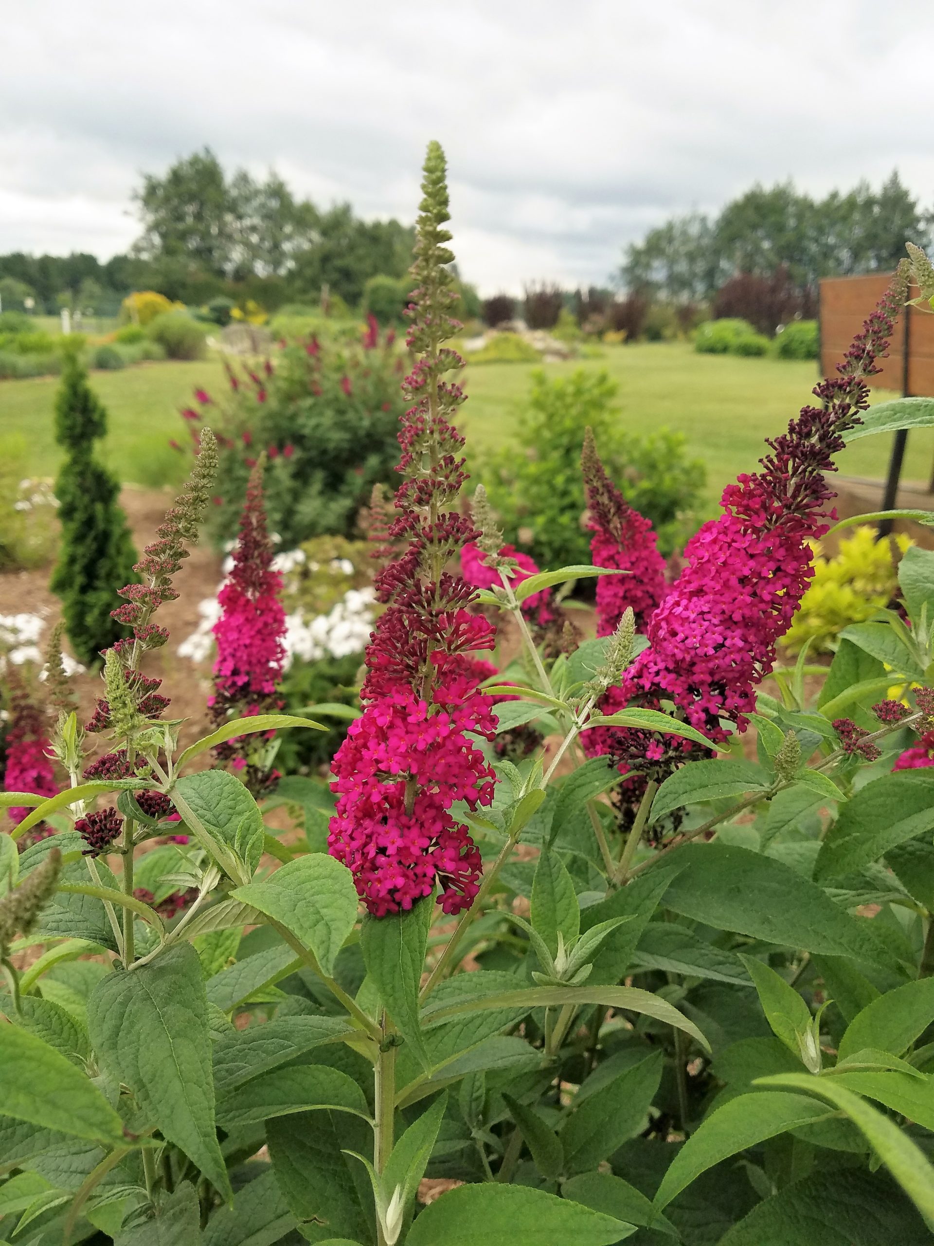 August 2019 Plant of the Month Butterfly Bush UT Gardens The State