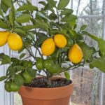 Citrus limon - Meyer Lemon