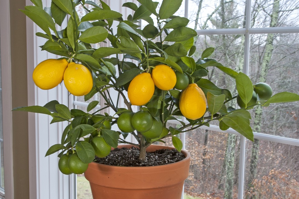 Citrus limon - Meyer Lemon