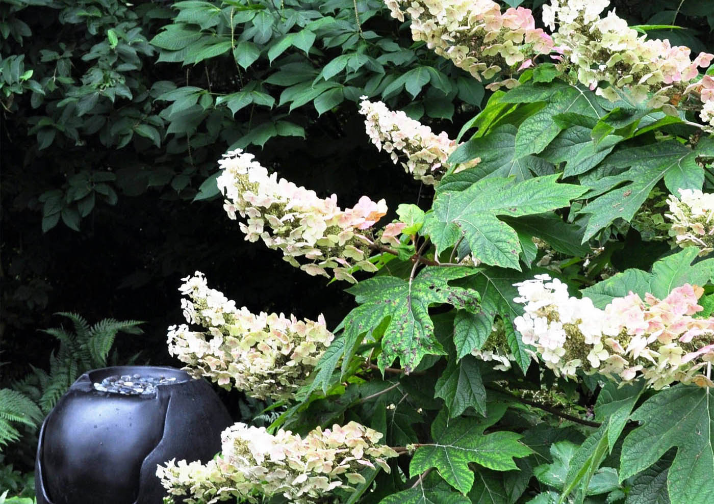 Oakleaf Hydrangea