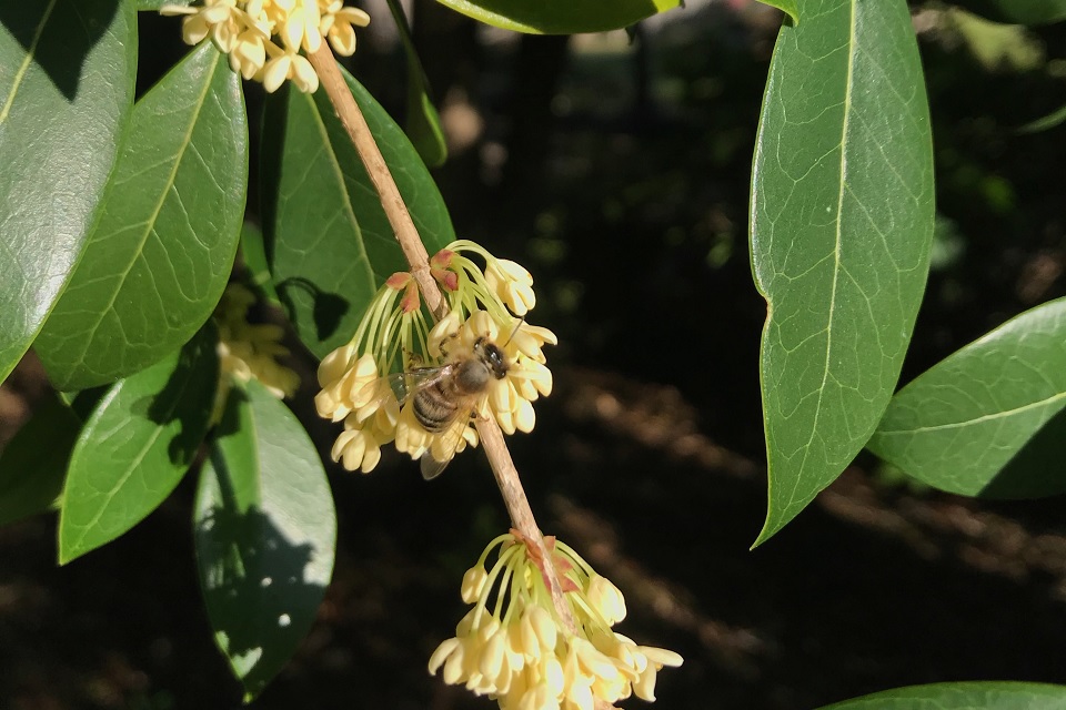 Osmanthus April 2020 Pulte