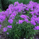 Phlox Wanda C. Reese