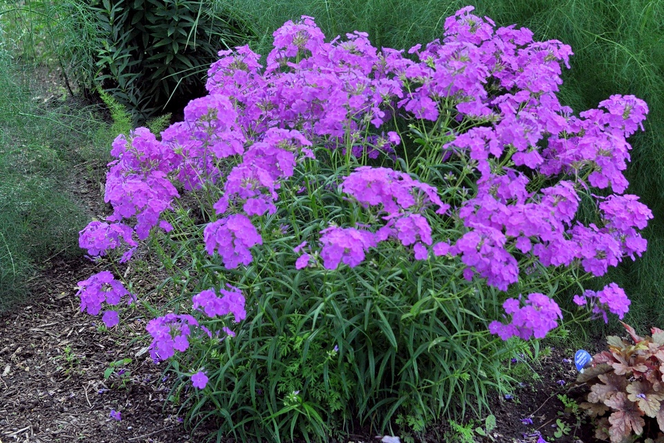 Phlox Wanda C. Reese