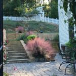 Pink Muhly by T. Stebbins