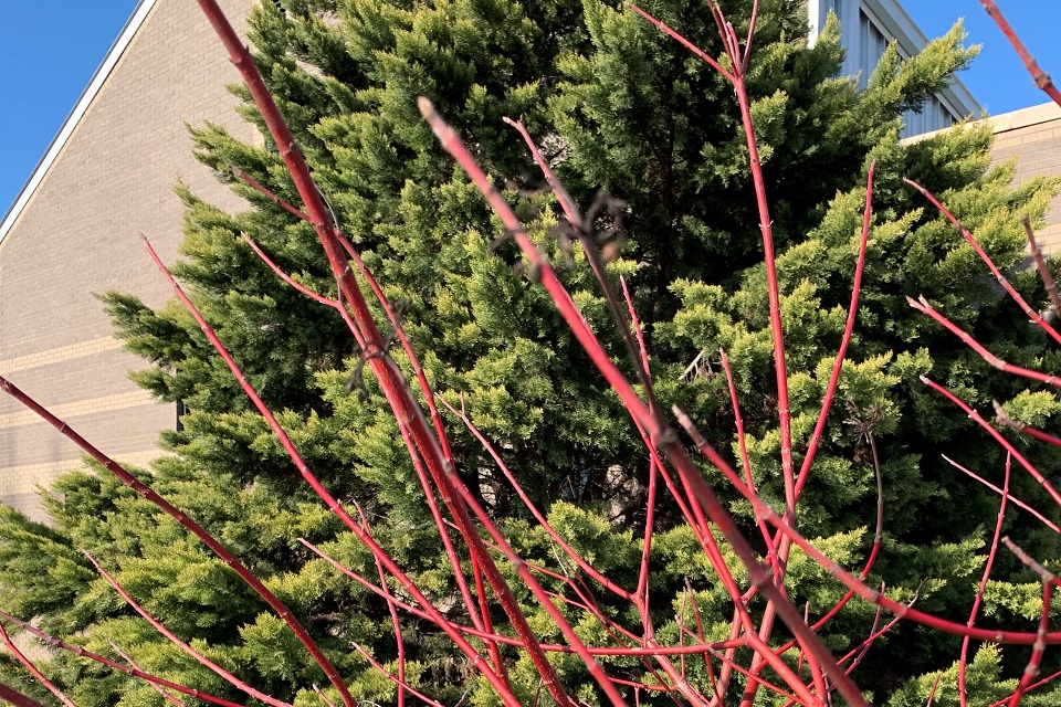 Red Twig Dogwood Cayenne wide by J. Reeves