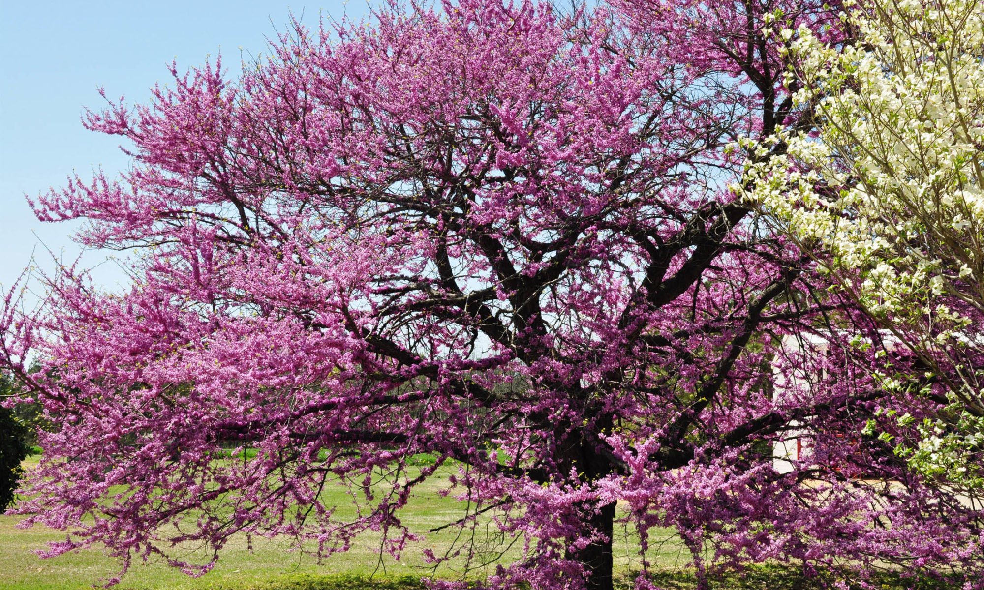 Eastern Redbud