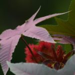 Ricinus communis var. gibsonii by Amy Dismukes