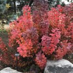 Smoketree in the UT Gardens, Knoxville