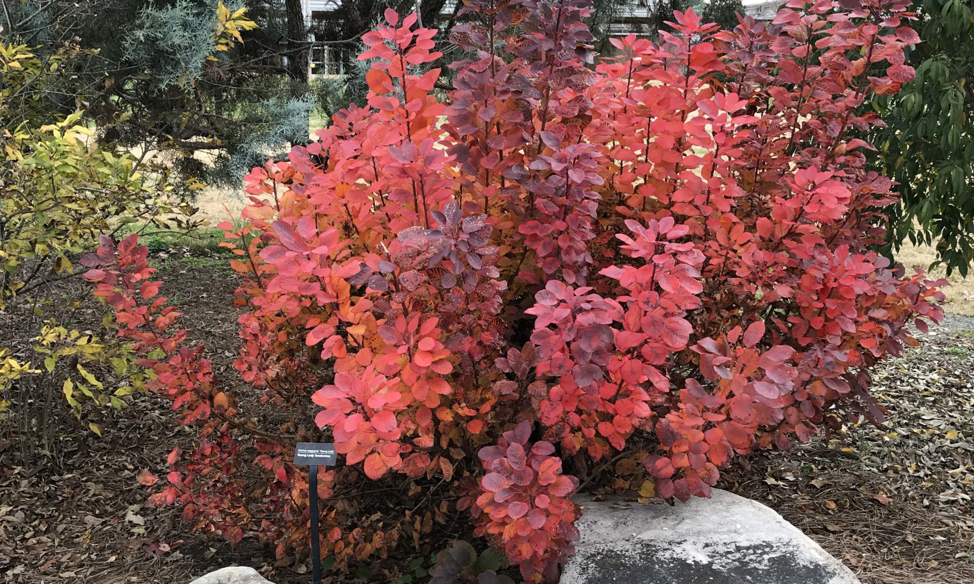 Smoketree in the UT Gardens, Knoxville