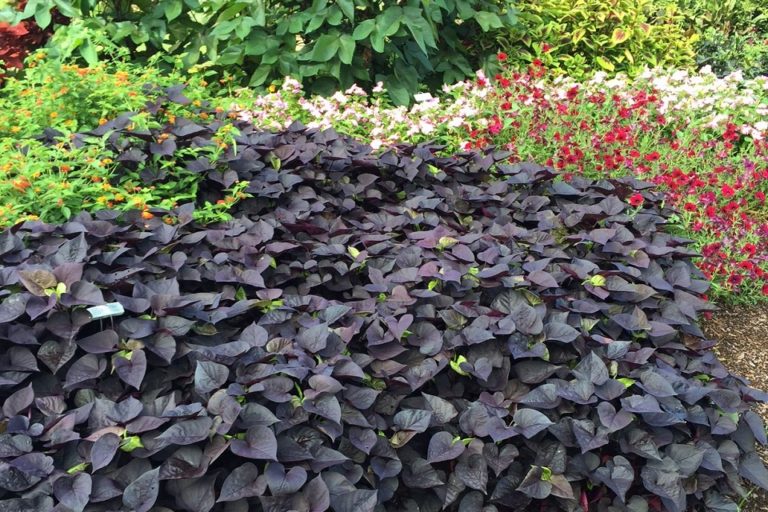 August 2016 Plant of the Month Sweet Potato Vine UT Gardens The