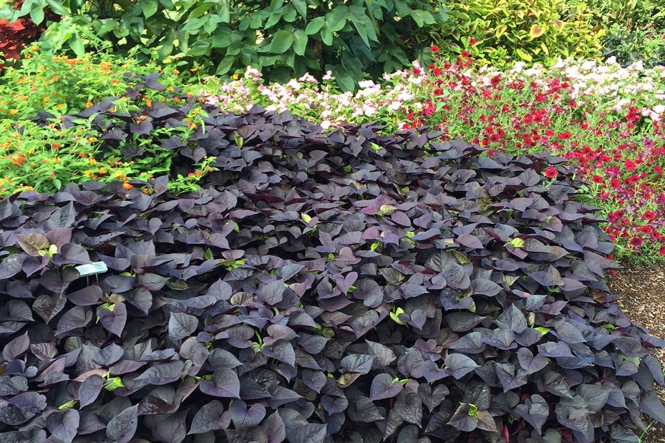 August 2016 Plant of the Month: Sweet Potato Vine  UT Gardens - The State  Botanical Garden of Tennessee