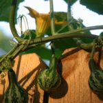 Tennessee Dancing Gourds