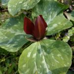 Photo caption: Trillium cuneatum happily blooming in the Tranquility – The Cornelia B. Holland Hosta Garden located at the University of Tennessee Gardens, Knoxville. Photo by Alexandria Davidson, courtesy UTIA.