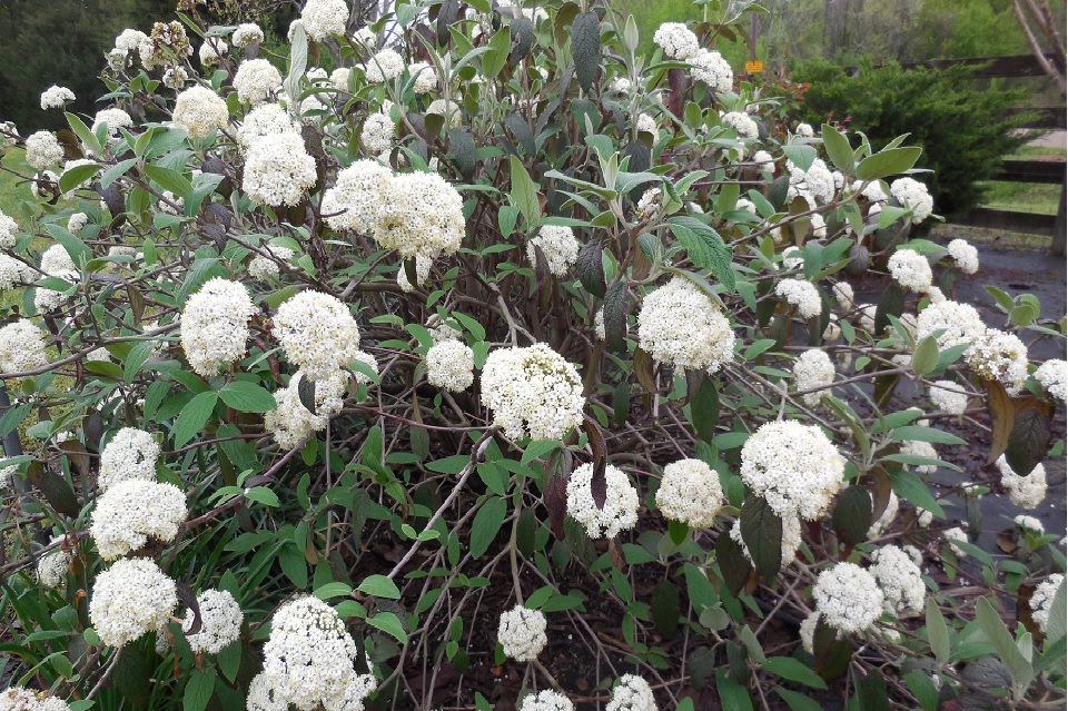 UT Gardens’ February 2018 Plant of the Month Alleghany Viburnum UT