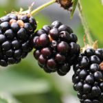 Blackberries